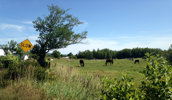 Horses in the Valley