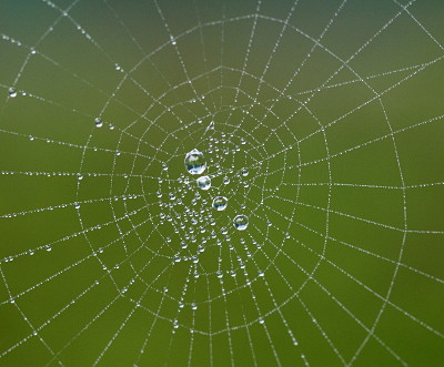 A spider web